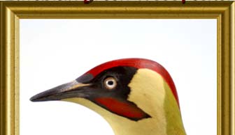 eurasian green woodpecker - Picus viridis